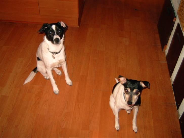 Dansk svensk gaardhund visp billede 6