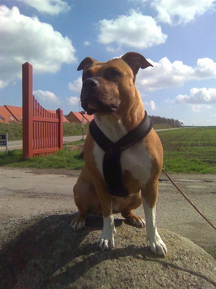 Amerikansk staffordshire terrier Amanda *Bobby sue* billede 13