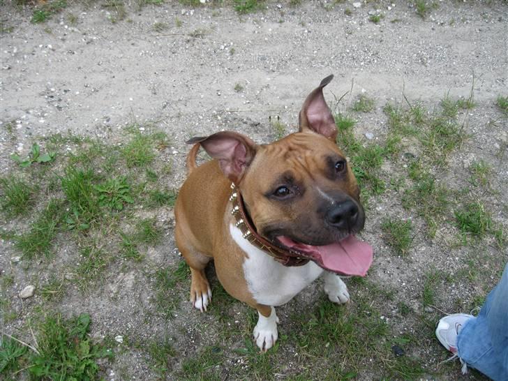 Amerikansk staffordshire terrier Amanda *Bobby sue* billede 14