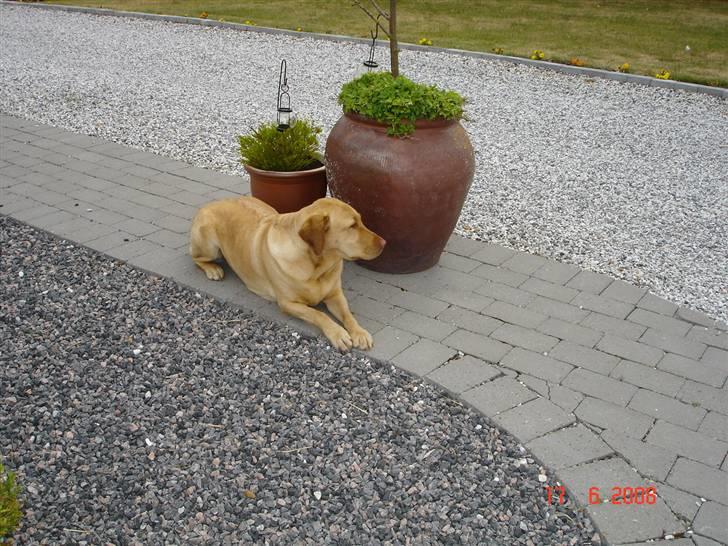 Labrador retriever Sebastian "RIP" 2006-2019 billede 1