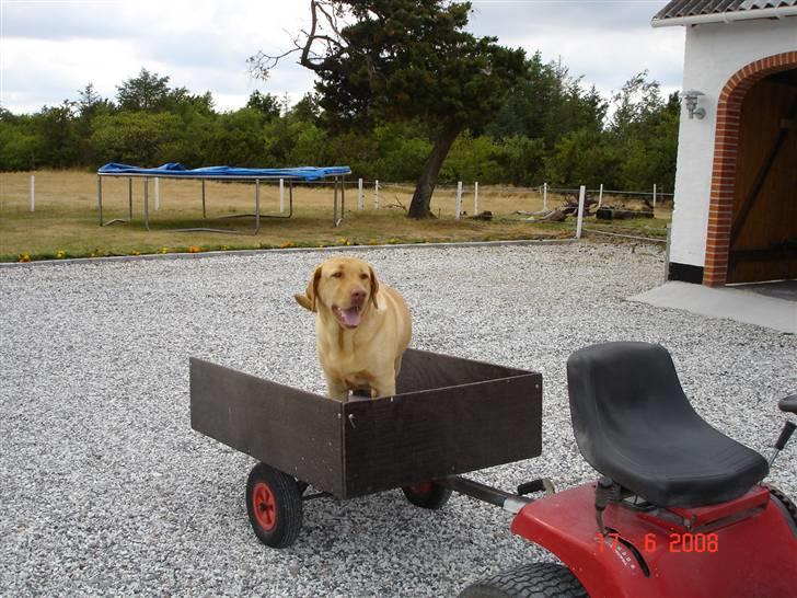 Labrador retriever Sebastian "RIP" 2006-2019 billede 2