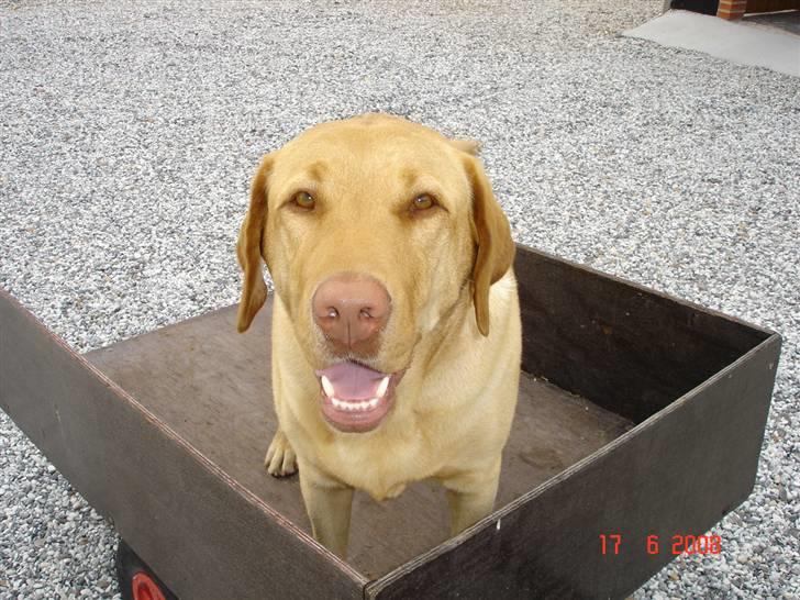 Labrador retriever Sebastian "RIP" 2006-2019 billede 3