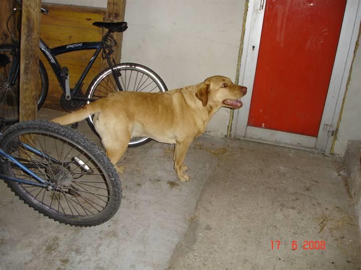 Labrador retriever Sebastian "RIP" 2006-2019 billede 4