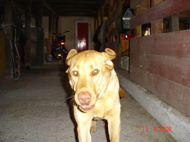 Labrador retriever Sebastian "RIP" 2006-2019 billede 5