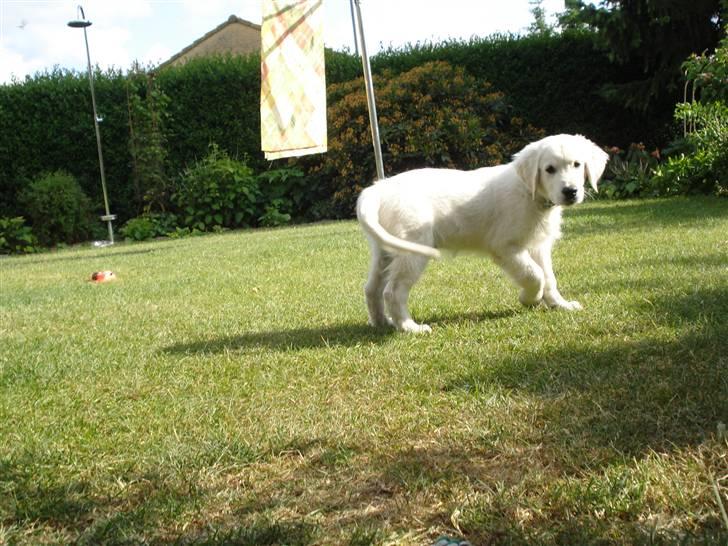 Golden retriever Pelle billede 14