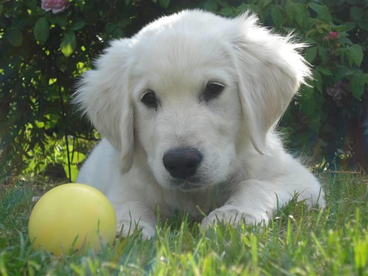 Golden retriever Pelle billede 15