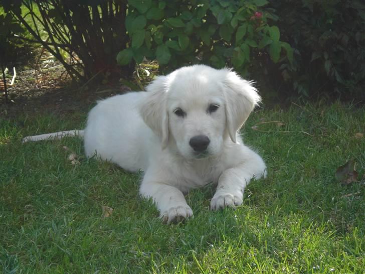 Golden retriever Pelle billede 17