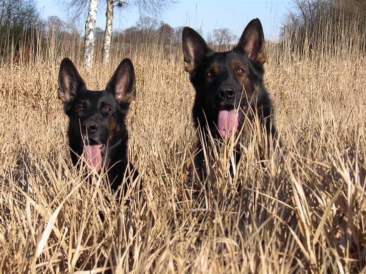 Schæferhund Ezra *RIP* billede 10