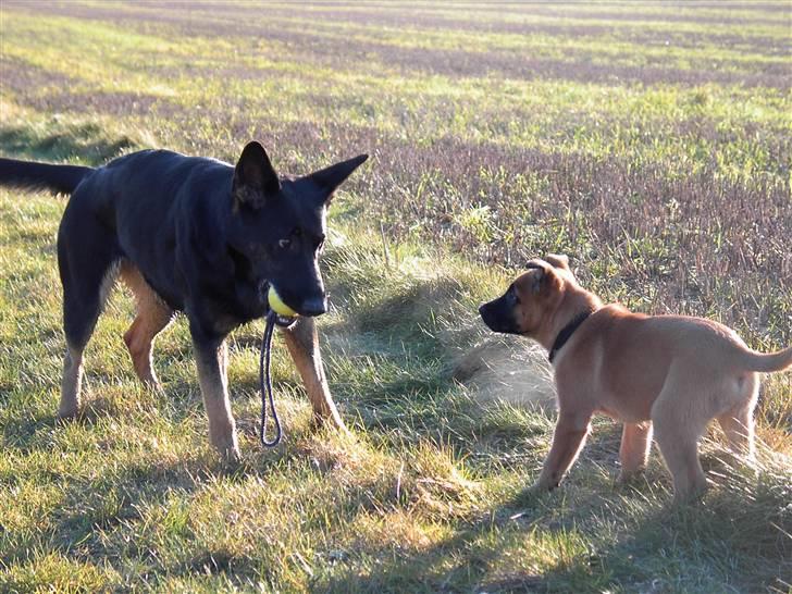 Schæferhund Ezra *RIP* billede 11