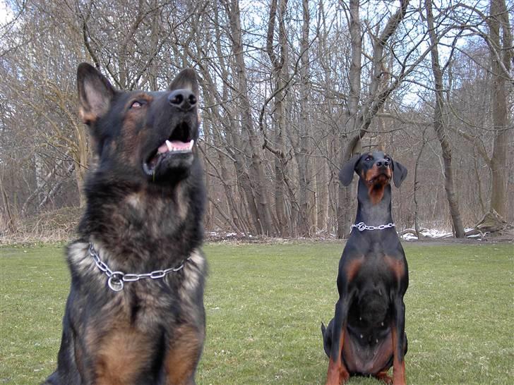 Schæferhund Ezra *RIP* billede 12