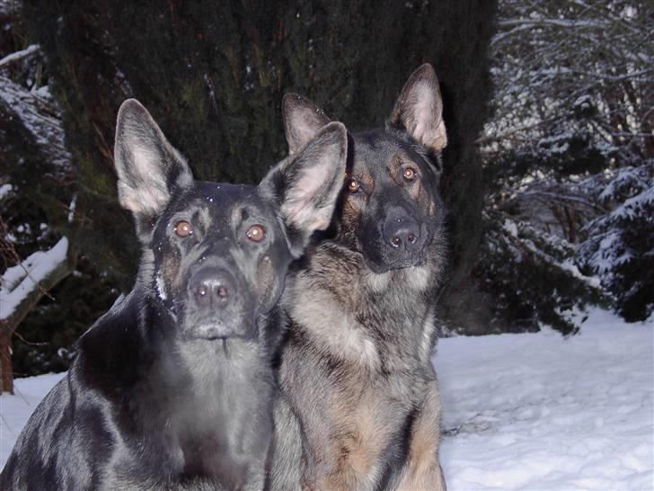 Schæferhund Ezra *RIP* billede 13