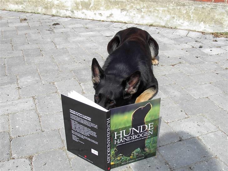 Schæferhund Ezra *RIP* billede 14