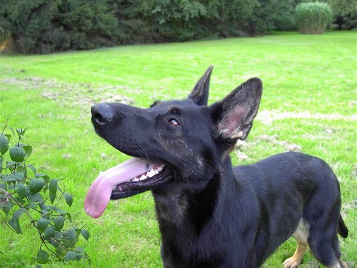 Schæferhund Ezra *RIP* billede 15