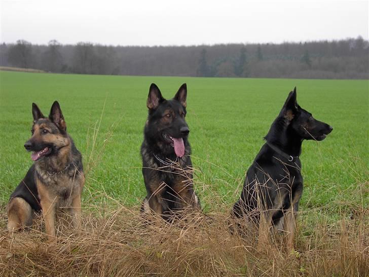 Schæferhund Ezra *RIP* billede 16