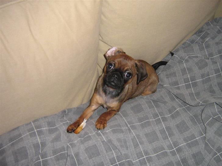 Blanding af racer Gaia billede 10