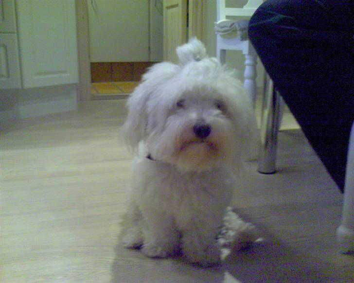 Coton de tulear Marni Dalbox Coton Unique billede 12