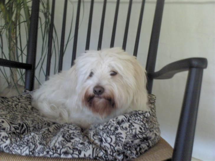 Coton de tulear Marni Dalbox Coton Unique billede 13