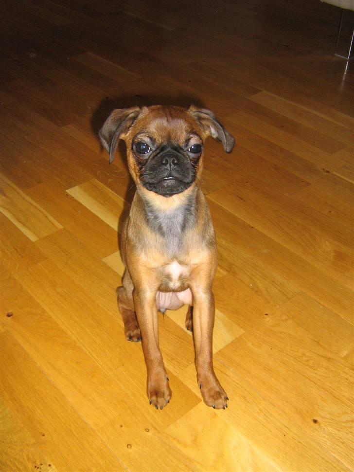 Blanding af racer Gaia billede 11