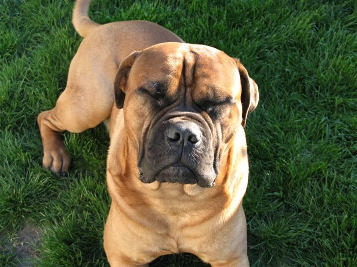 Bullmastiff Sofus - En sjælden race - Kinesisk Bullmastiff billede 12