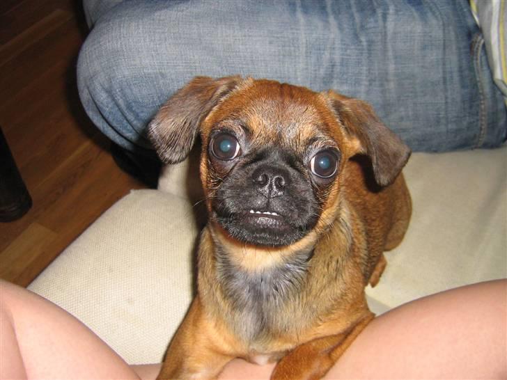 Blanding af racer Gaia - De kalder mig piratfisk - hvorfor mon?? billede 12