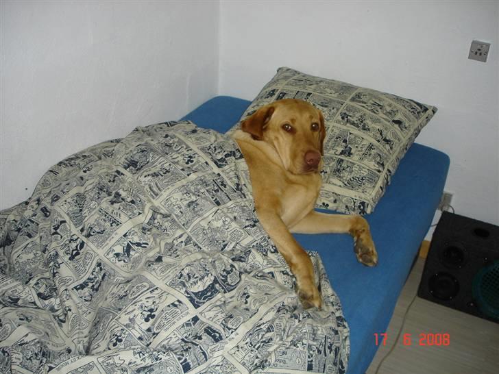 Labrador retriever Sebastian "RIP" 2006-2019 billede 6