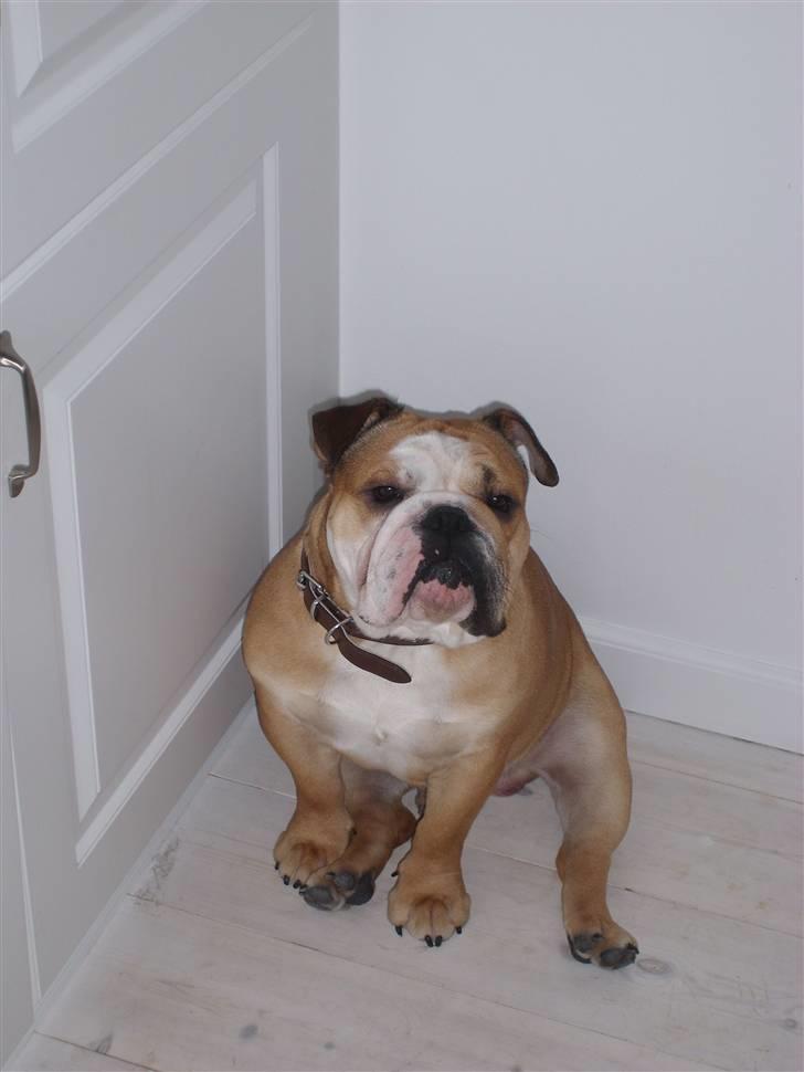 Engelsk bulldog manfred - manfred slapper i hjørnet billede 2