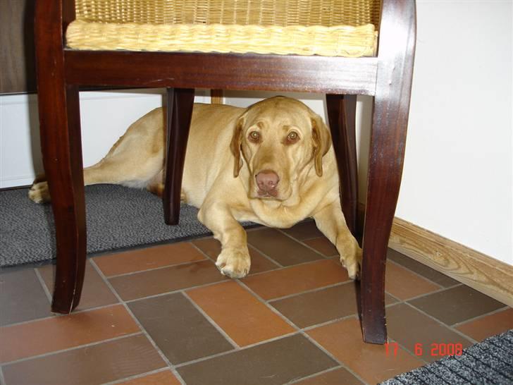 Labrador retriever Sebastian "RIP" 2006-2019 billede 7