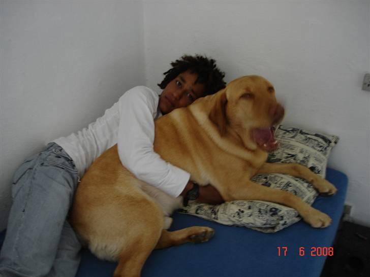 Labrador retriever Sebastian "RIP" 2006-2019 billede 8