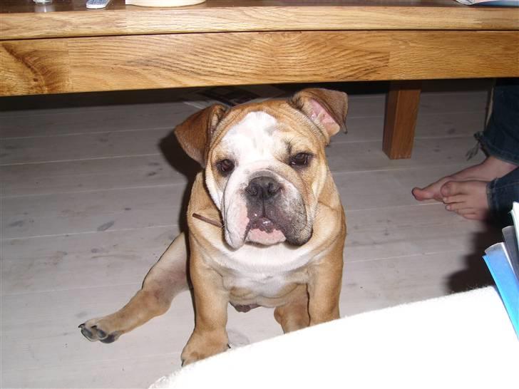 Engelsk bulldog manfred - manfred er træt unghund billede 3