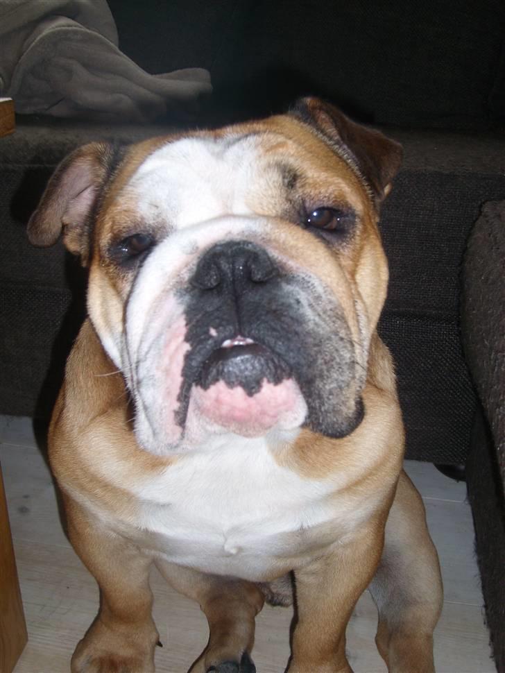 Engelsk bulldog manfred - manfred  billede 4