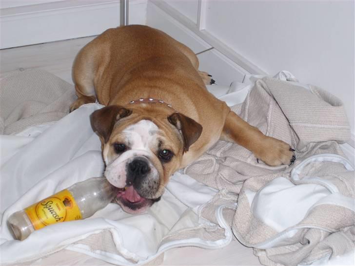 Engelsk bulldog manfred - manfred nyder at lege med flasker billede 5