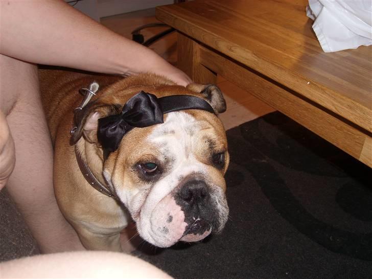 Engelsk bulldog manfred - mor jeg er altså ikke en pige!! altså billede 6