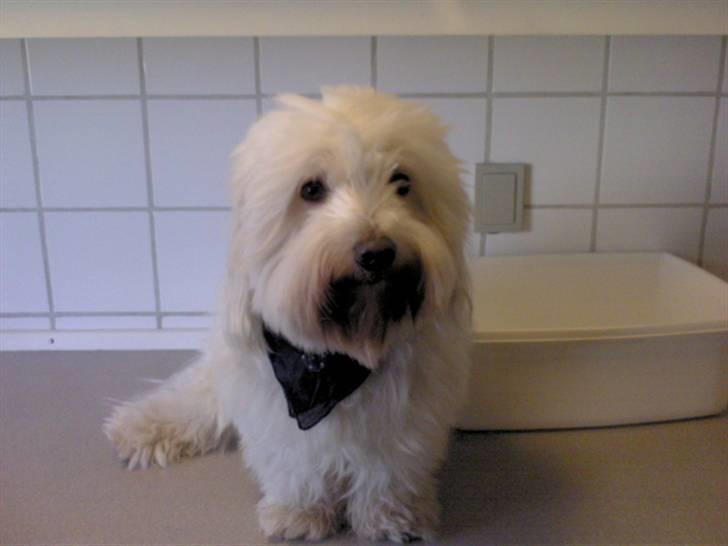 Coton de tulear Marni Dalbox Coton Unique billede 14