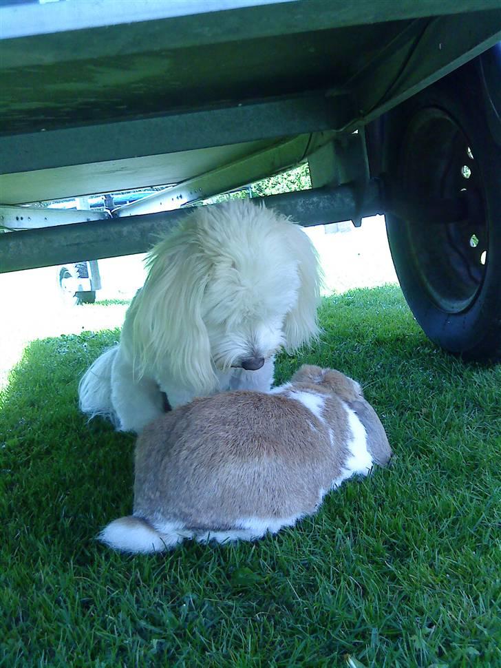 Coton de tulear Marni Dalbox Coton Unique - Det er så miig og Tjarli den dejlige kanin =D billede 15