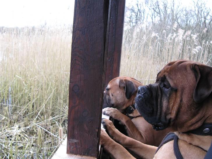 Bullmastiff Sofus - På udkig efter aftensmad i fuglereservatet. billede 14