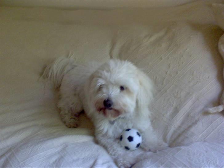 Coton de tulear Marni Dalbox Coton Unique billede 16