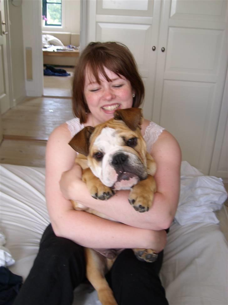 Engelsk bulldog manfred - manfred og mig billede 8