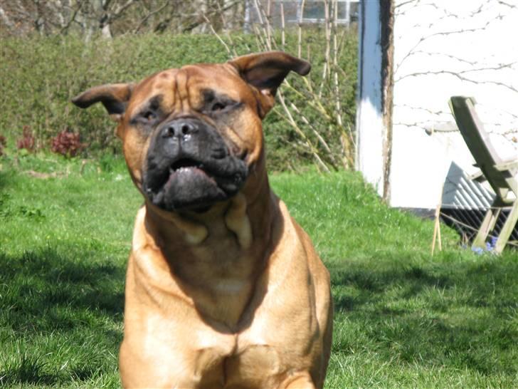 Bullmastiff Sofus - Se - jeg kan faktisk godt bevæge mig. Nogen gange... Hvis jeg gider.... billede 15