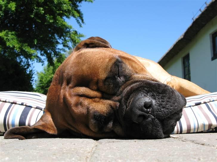 Bullmastiff Sofus - Læg mærke til hvordan vagthunden lægger øret mod jorden :-) billede 16