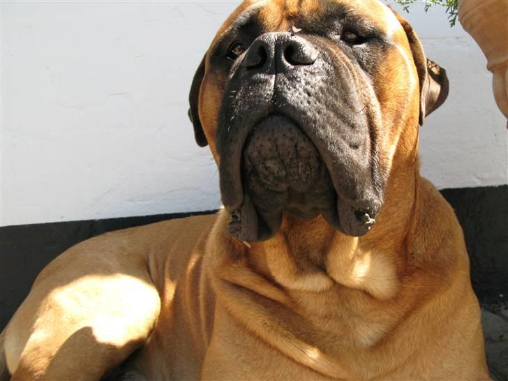 Bullmastiff Sofus - Sofus gør ikke en flue fortræd (og jeg nåede at tage fem billeder af situationen). billede 17