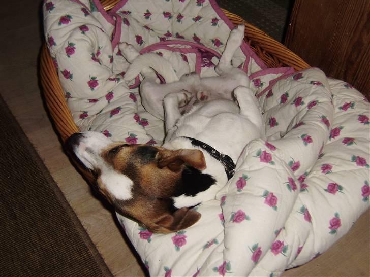 Jack russell terrier Milo - R.I.P billede 1