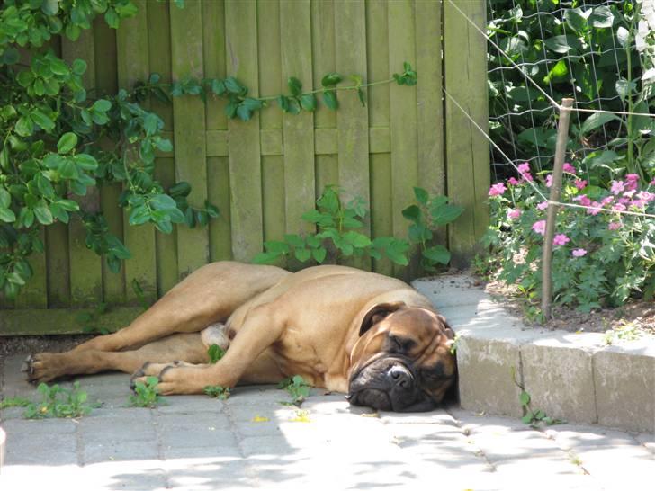 Bullmastiff Sofus - Øv, der er kommet hegn om bedet. Ligger ellers gerne i "lammeørerne" mmmm blødt. billede 18