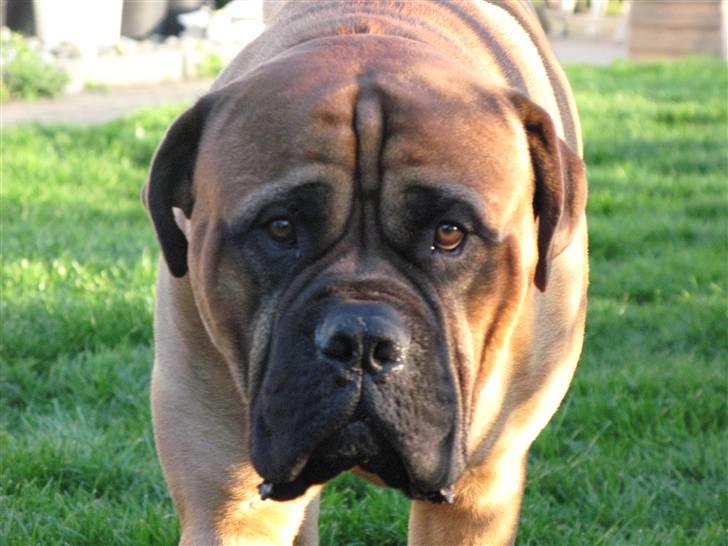 Bullmastiff Sofus - Smukke Sofus - 24 mdr. billede 19