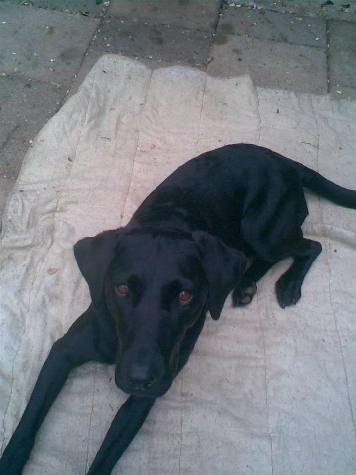 Labrador retriever Futte <3 - Futte <33 Den dejlige hund! billede 1