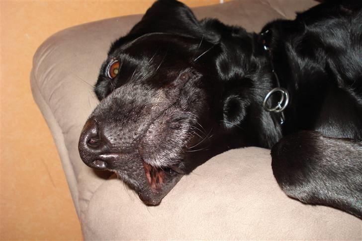 Labrador retriever Futte <3 - skøre hund<3 billede 2