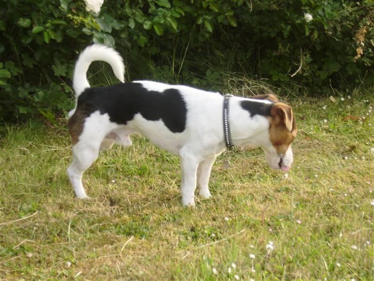 Jack russell terrier Milo - R.I.P billede 2