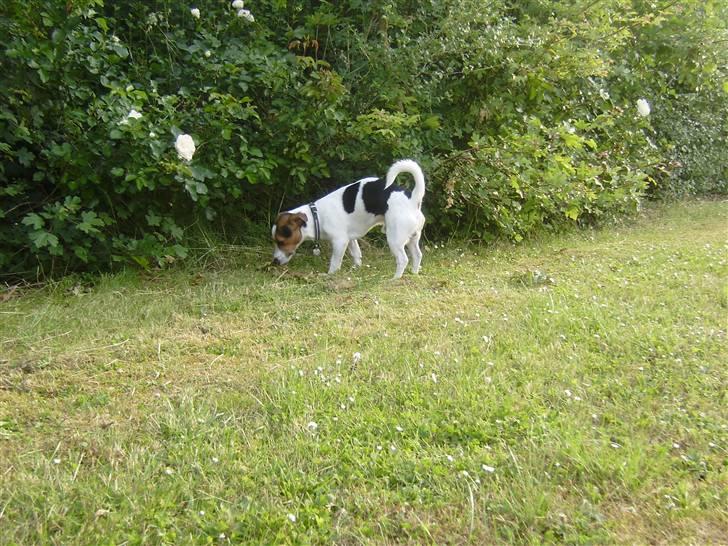 Jack russell terrier Milo - R.I.P billede 3