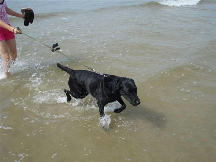 Labrador retriever Futte <3 - vand :D<3 billede 4
