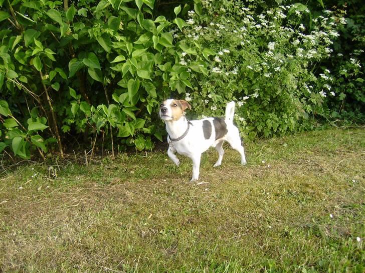 Jack russell terrier Milo - R.I.P billede 4