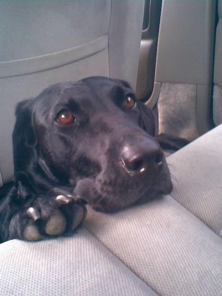 Labrador retriever Futte <3 - Bil tur.. (= stikker lige hovedet op..  <33 billede 5